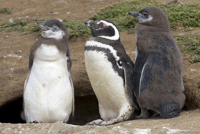 Magdalena Island Penguin Tour by Boat from Punta Arenas - Starting at José Nogueira 1255