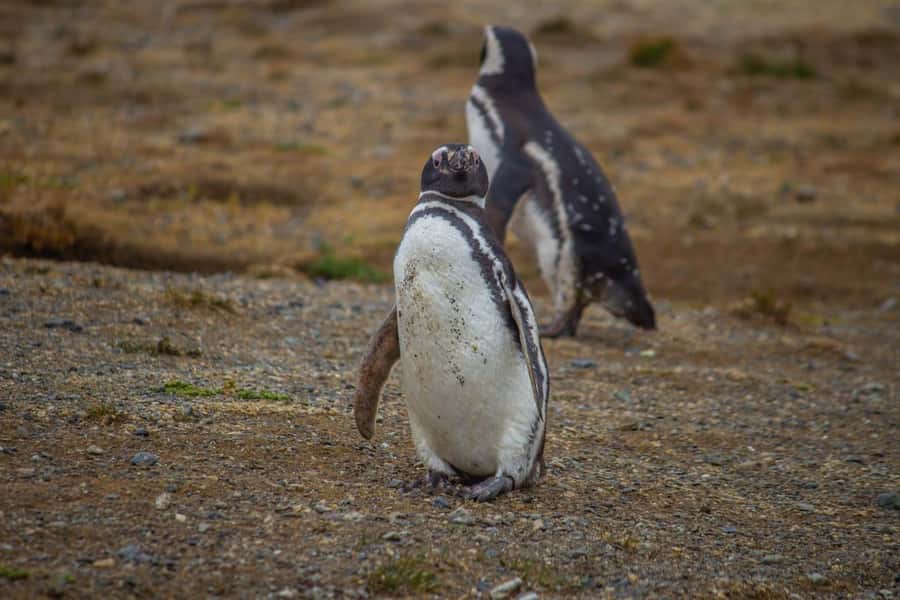 Magdalena Island: Walk with the penguins - Key points to know before you book