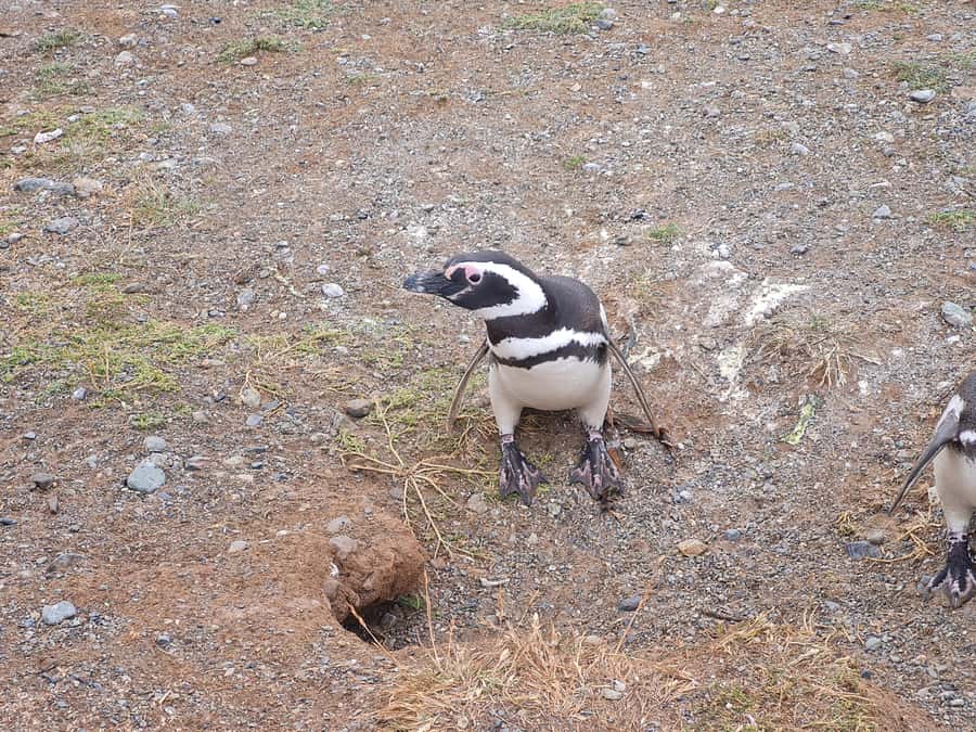 Magdalena Island: Walk with the penguins - Sailing from Prat Pier into the Strait of Magellan