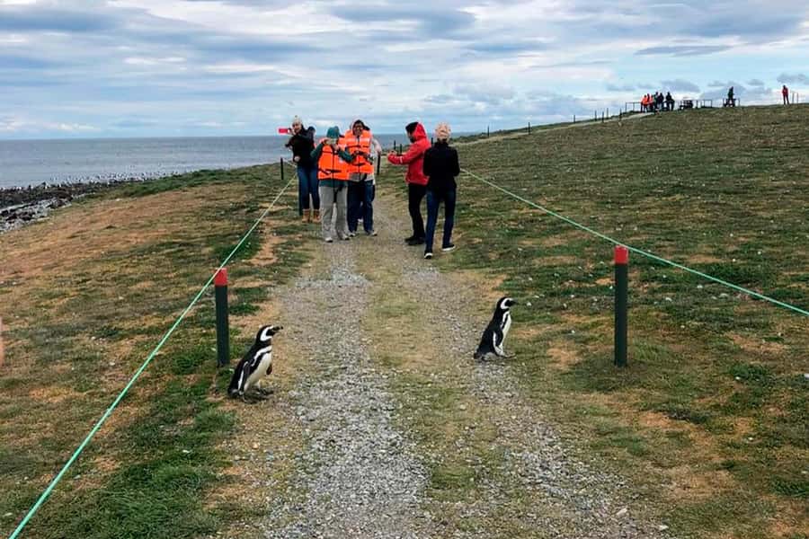 Magdalena Island: Walk with the penguins - The catamaran crossing and wildlife watch