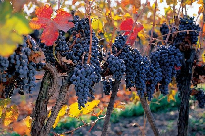 New Experience Concha y Toro Winery Tour from Santiago - The Casillero del Diablo sensory presentation