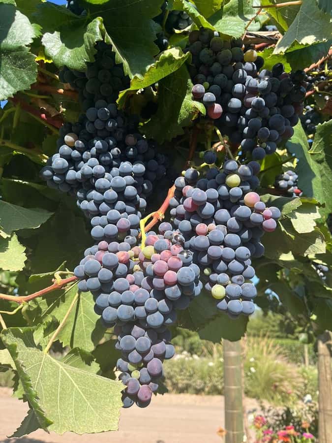 Palmilla: Picnics Tour - Choosing the MontGras wine