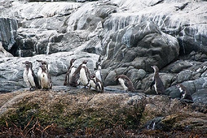 Penguin Watching Navigation Cachagua Lunch From STGO Private Tour - From Santiago to the Pacific coast