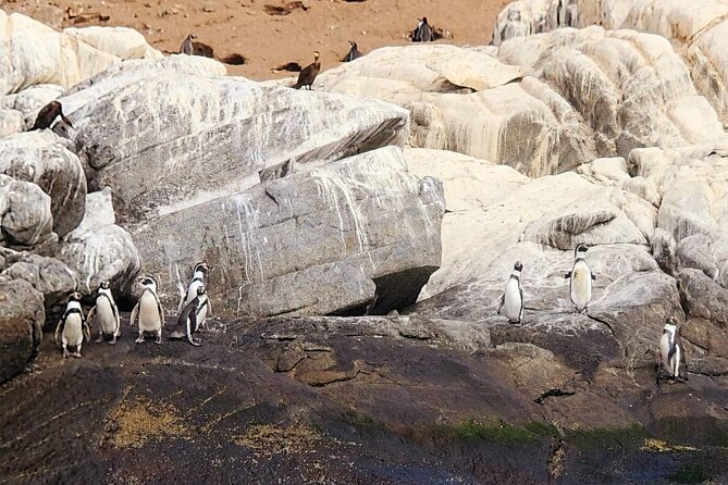 Penguin Watching Navigation Cachagua Lunch From STGO Private Tour - Cachagua Island and the Humboldt penguins