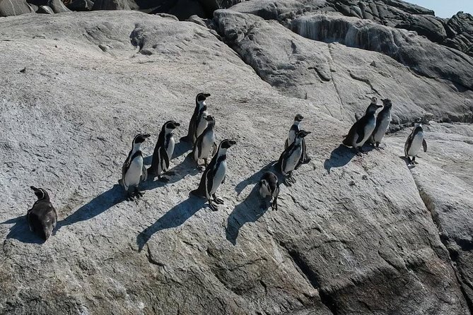 Penguin Watching Navigation Cachagua Lunch From STGO Private Tour - What to wear and bring