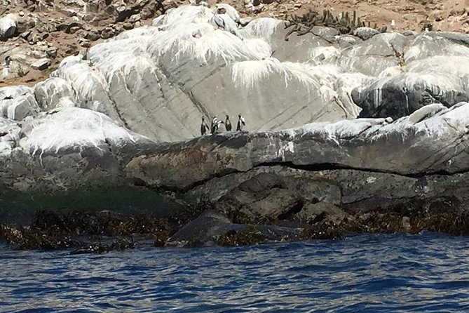 Penguin Watching Navigation Cachagua Lunch From STGO Private Tour - Reñaca, Avenida Perú, and the resort coast