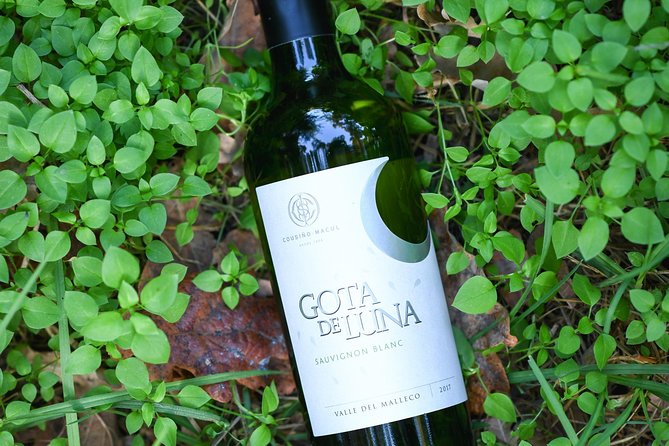 "Premium Wine Tour" Viña Cousiño Macul Official english - Is $45 a fair price?