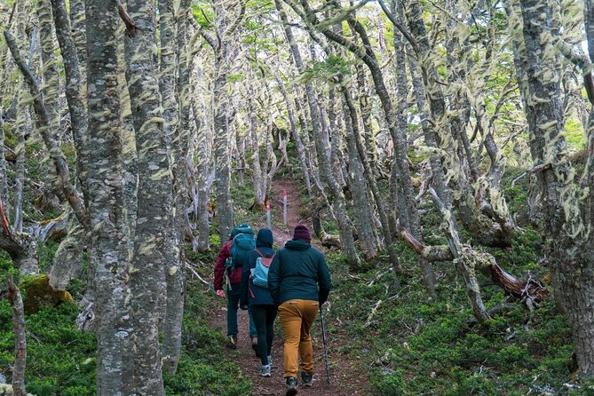 Private Patagonian Forest Hike in Punta Arenas: 4 Hour - What this Punta Arenas forest hike is really like