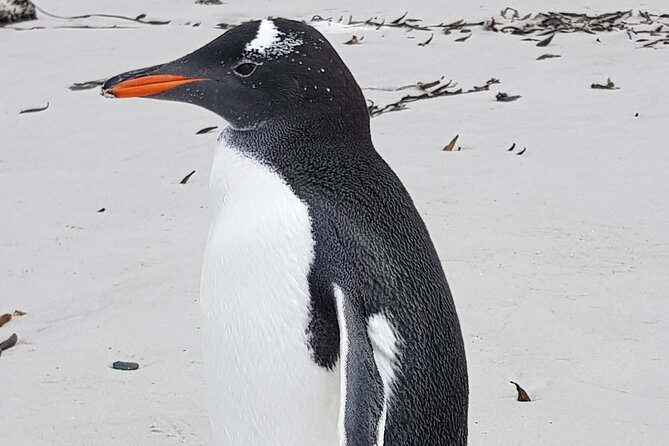 Private Penguin Paradise Tour: Penguins, Scenery & Stanley - Yorke Bay combines penguins with a serious wartime story