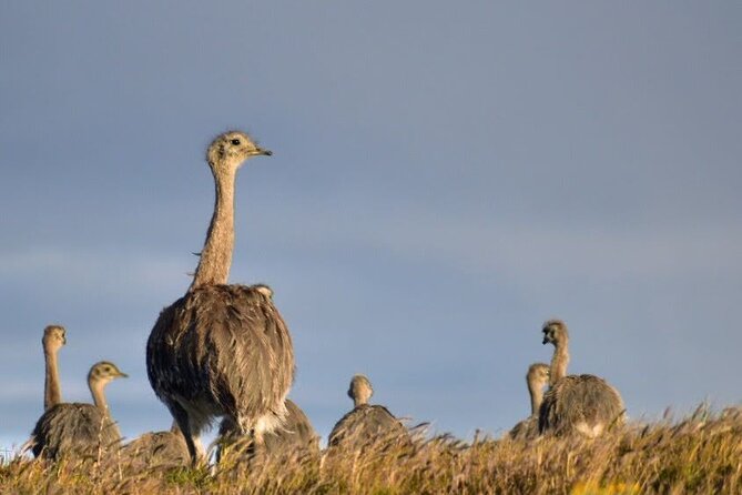 Private Torres del Paine & Milodon, departing from Punta Arenas - Pehoé, Salto Grande, and the best photo stops
