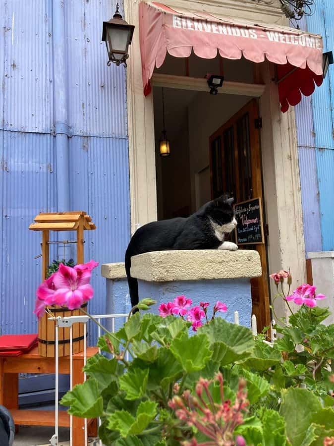 Private: Viña del Mar and Valparaiso Day Tour - Baburizza Palace and Valparaiso’s art-filled streets