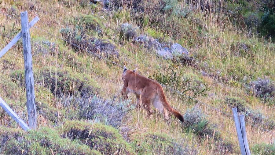 Puerto Natales: Base Torres Small Group Trekking - Small-group guiding, with real practical value
