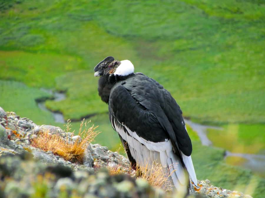 Puerto Natales: Cerro Benitez Half-Day Hike with Condors - Why Cerro Benitez works so well as a half-day hike