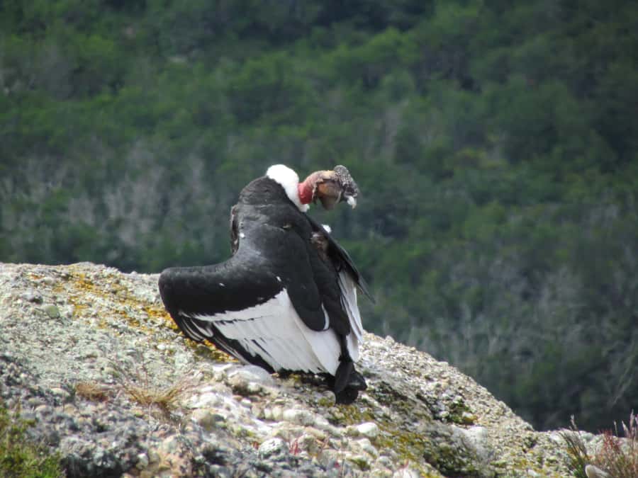 Puerto Natales: Cerro Benitez Half-Day Hike with Condors - The 3.5-hour walk toward Cerro Benitez