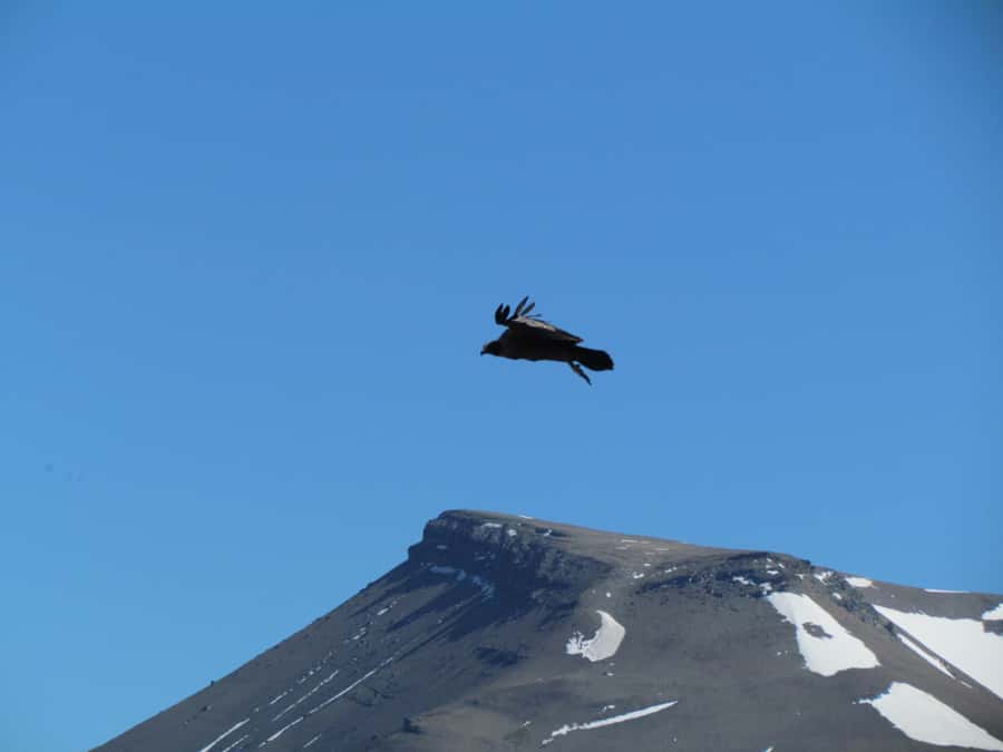 Puerto Natales: Cerro Benitez Half-Day Hike with Condors - Searching the sky for Andean condors
