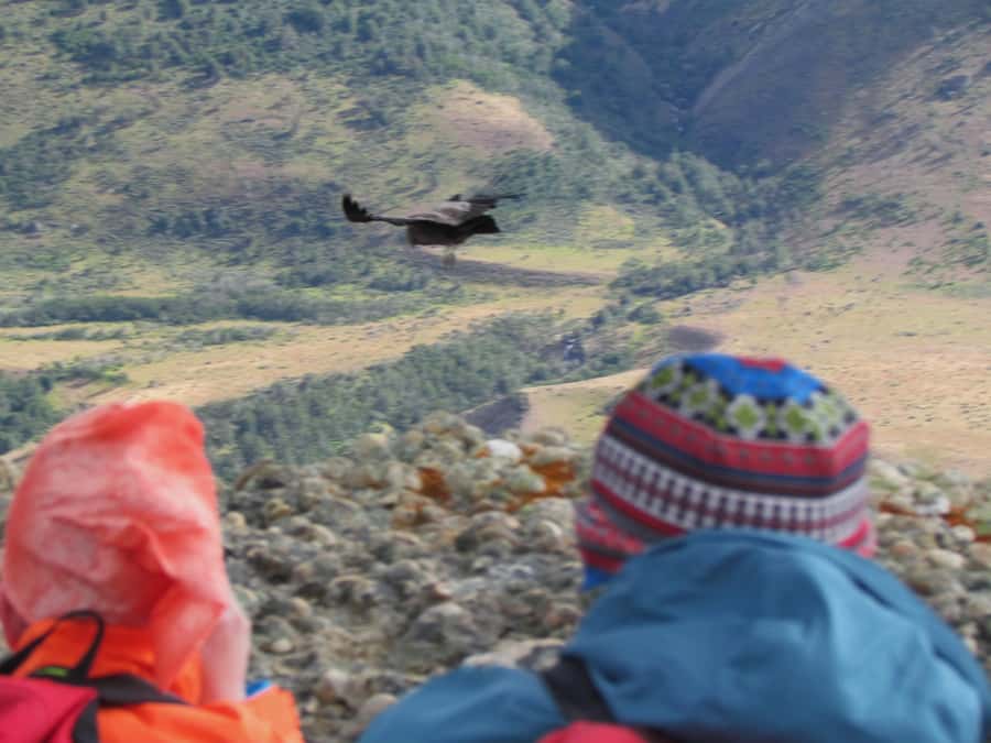 Puerto Natales: Cerro Benitez Half-Day Hike with Condors - Is the hike good preparation for the W Trek or Base Torres?