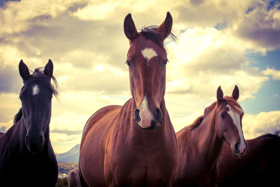 Puerto Natales: Traditional Horseback Riding Experience - Booking details that matter