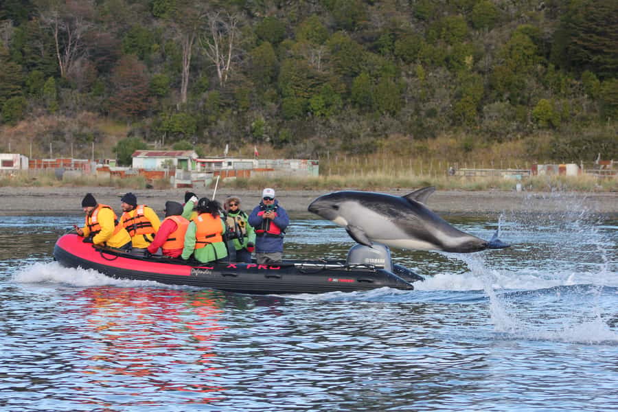 Punta Arenas: Austral Dolphin & Wildlife Watching Boat Tour - Key points to know before you book