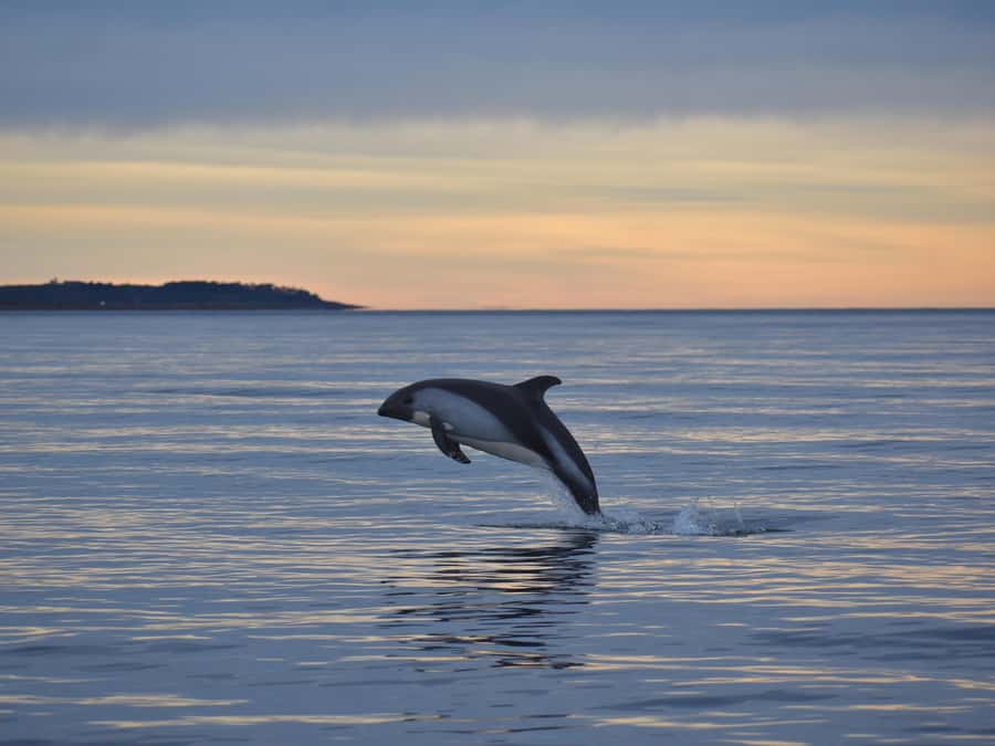 Punta Arenas: Austral Dolphin & Wildlife Watching Boat Tour - Why Bahía Agua Fresca is worth the early start
