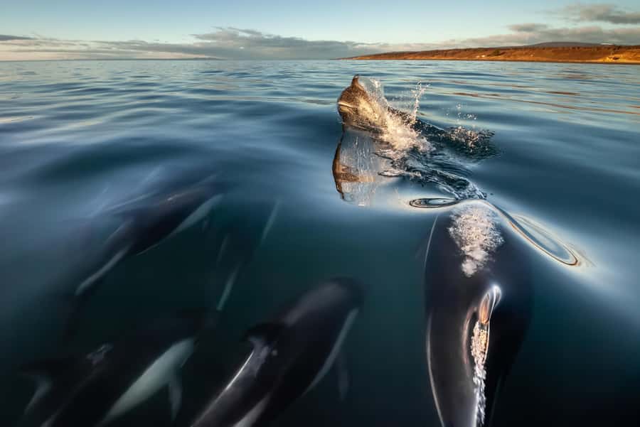 Punta Arenas: Austral Dolphin & Wildlife Watching Boat Tour - Boarding the Zodiac at Bahía Agua Fresca