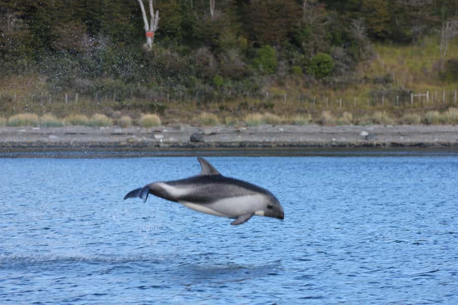 Punta Arenas: Austral Dolphin & Wildlife Watching Boat Tour - The other wildlife you might see