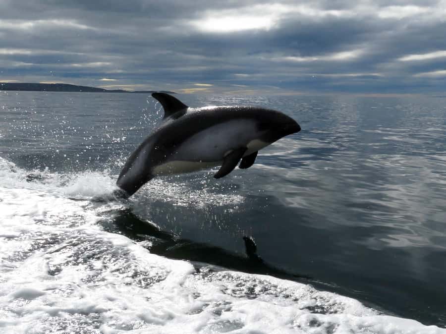 Punta Arenas: Austral Dolphin & Wildlife Watching Boat Tour - Warm clothes matter more than you think
