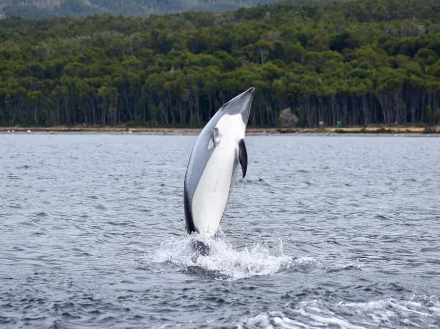 Punta Arenas: Austral Dolphin & Wildlife Watching Boat Tour - Who will enjoy this tour most