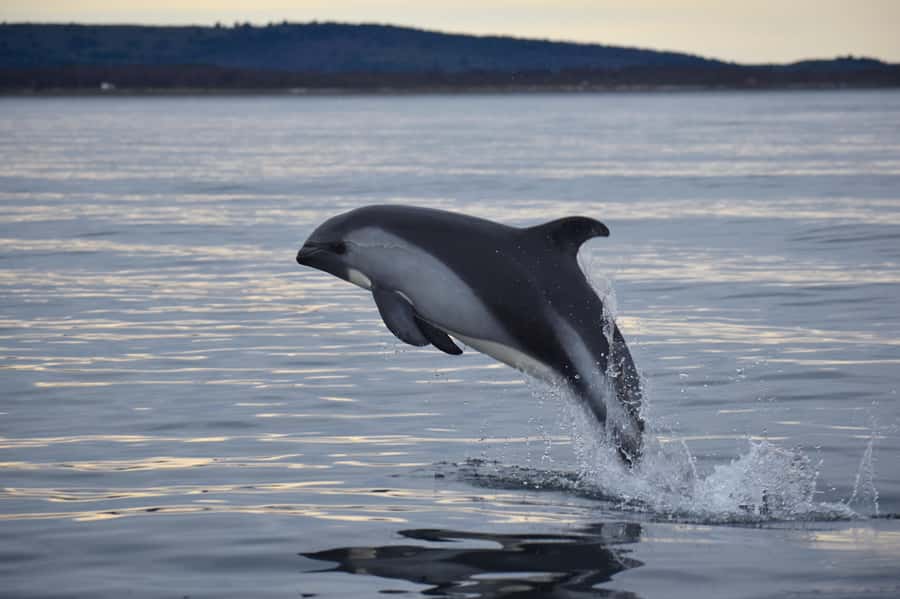 Punta Arenas: Austral Dolphin & Wildlife Watching Boat Tour - The 55-minute ride south from Punta Arenas