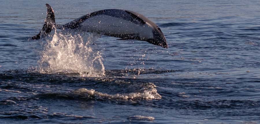 Punta Arenas: Dolphin & Wildlife Watching - Why This Trip Is More Than a Dolphin Sighting