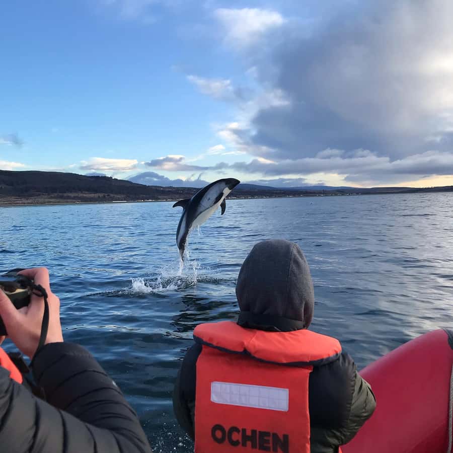 Punta Arenas: Dolphin & Wildlife Watching - Finding the Southern Dolphins