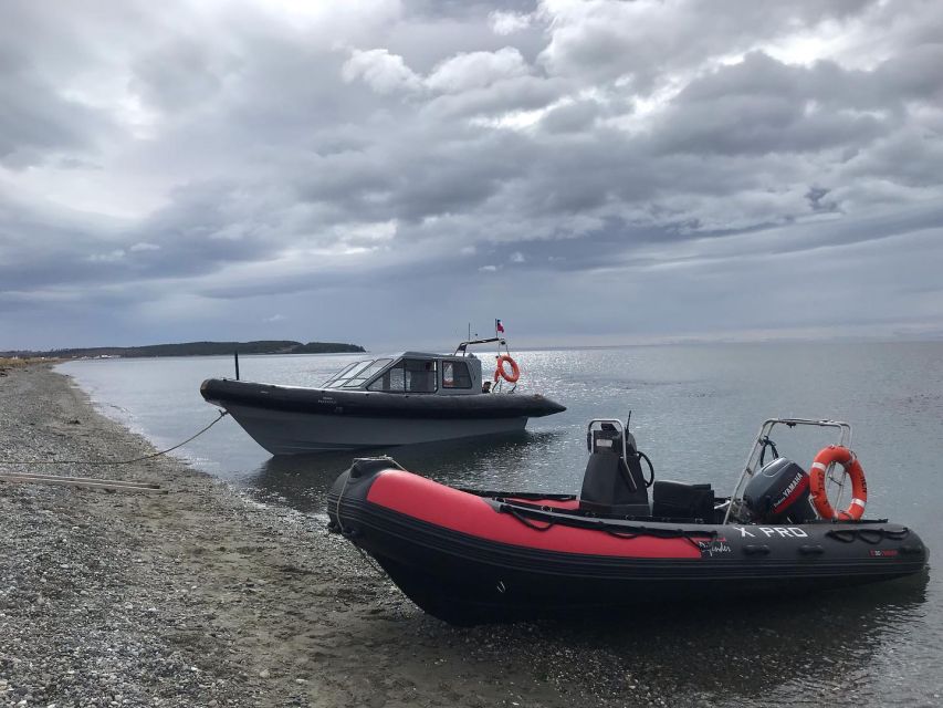 Punta Arenas: Dolphin & Wildlife Watching - Who Will Enjoy This Most?