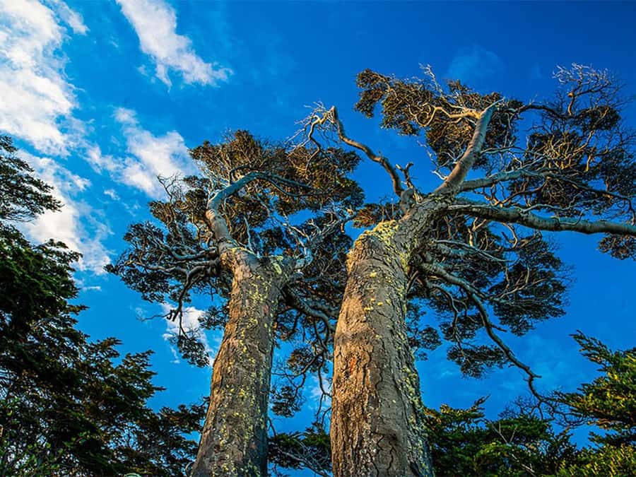 Punta Arenas: Fort Bulnes Historical Tour - The interpretive center explains the human and natural story