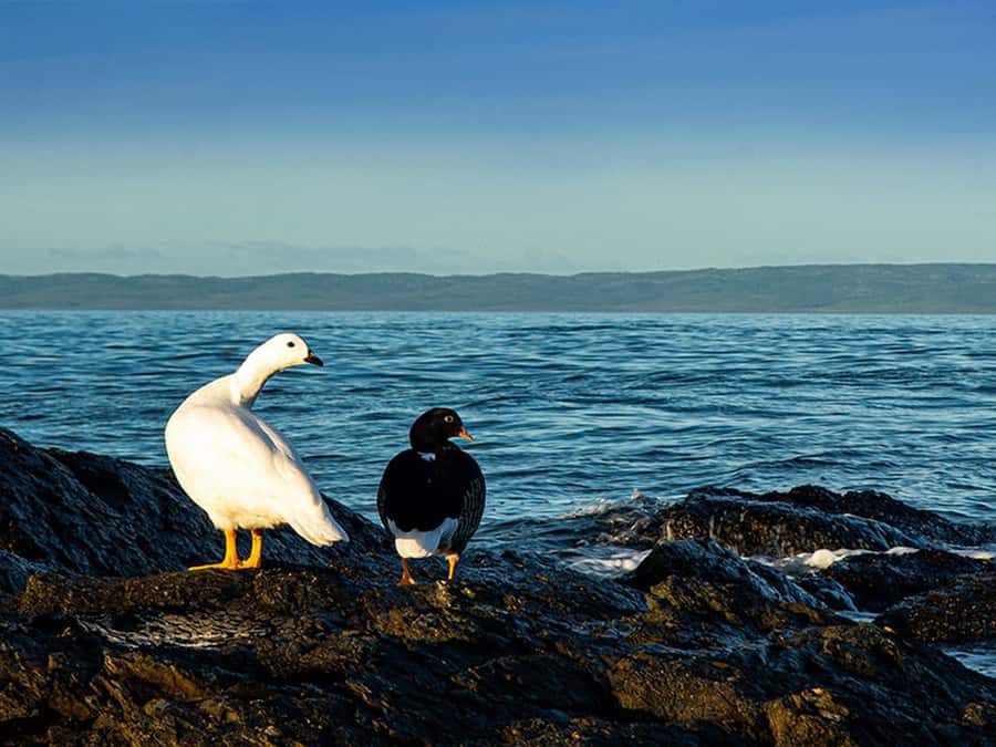 Punta Arenas: Fort Bulnes Historical Tour - Should you book Fort Bulnes?