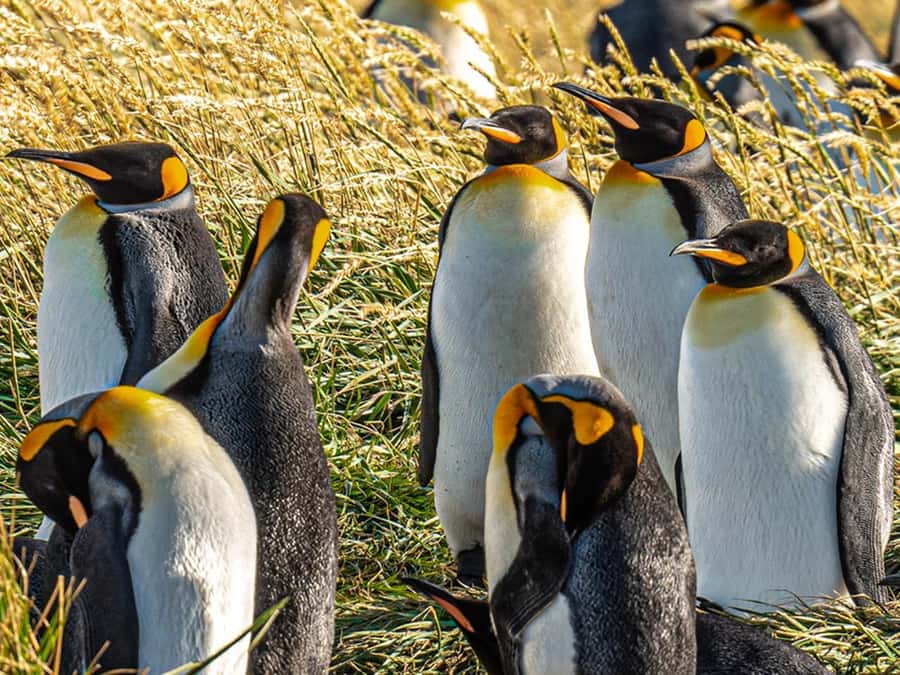 Punta Arenas: Full Day Tierra del Fuego & King Penguins - Porvenir, a useful stop with a real sense of place
