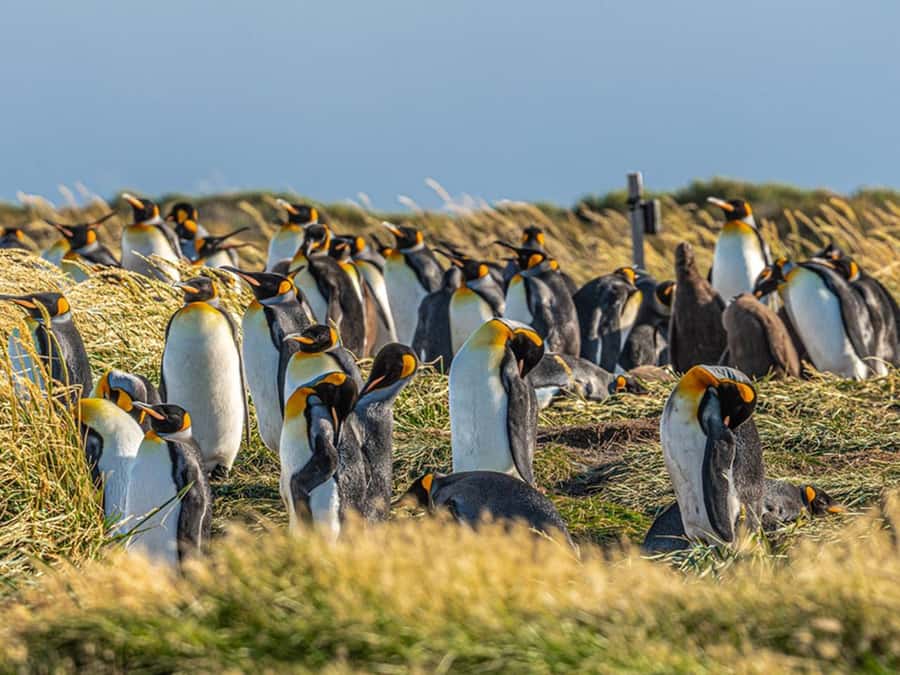 Punta Arenas: Full Day Tierra del Fuego & King Penguins - Is $110 good value?