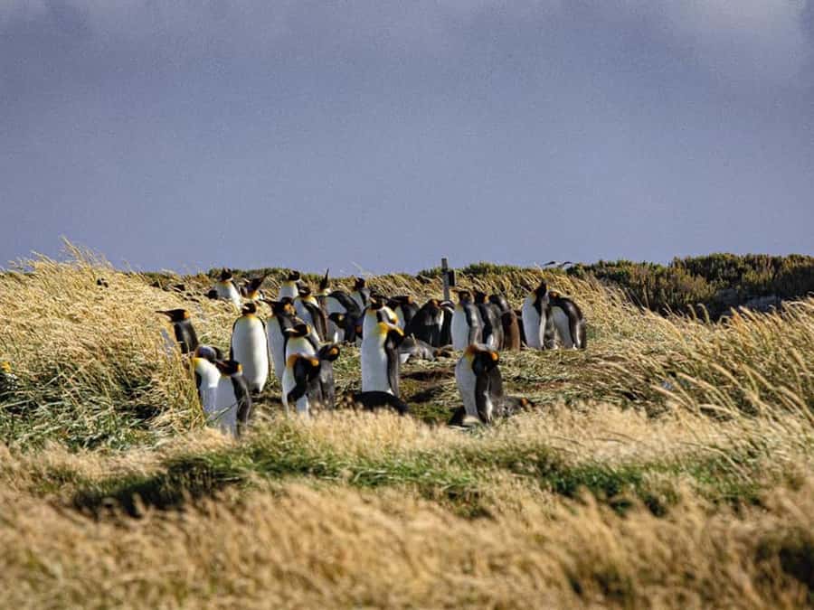 Punta Arenas: Full Day Tierra del Fuego & King Penguins - Crossing the Strait of Magellan from Punta Arenas