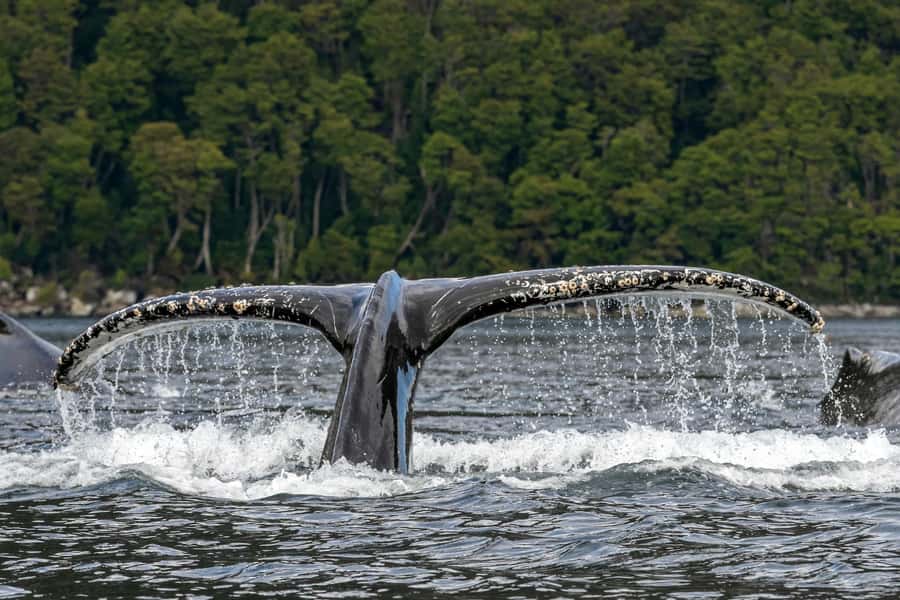 Punta Arenas: Full-Day Whales, Penguins, and Glaciers Tour - Key points to know before booking