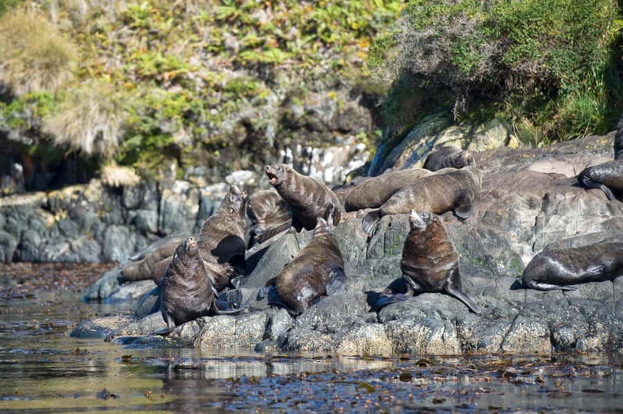 Punta Arenas: Full-Day Whales, Penguins, and Glaciers Tour - Who will enjoy this most