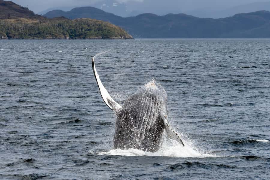 Punta Arenas: Full-Day Whales, Penguins, and Glaciers Tour - Why this Punta Arenas trip is so unusual