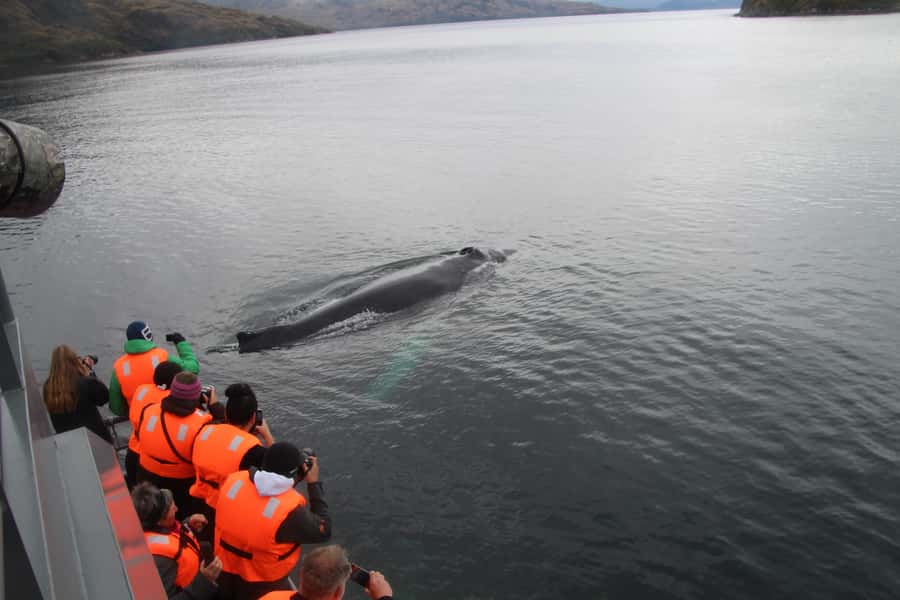 Punta Arenas: Full-Day Whales, Penguins, and Glaciers Tour - Francisco Coloane Marine Park and whale watching