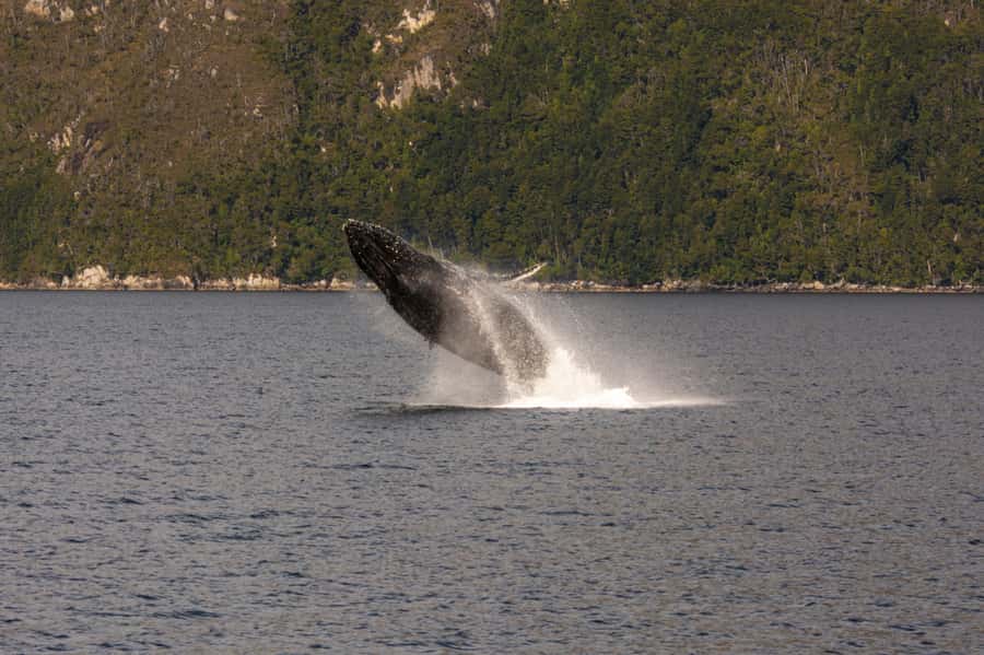 Punta Arenas: Full-Day Whales, Penguins, and Glaciers Tour - Glaciers, waterfalls, and the Sarmiento de Gamboa view