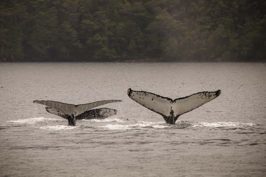 Punta Arenas: Full-Day Whales, Penguins, and Glaciers Tour - The long return and the real cost of the day