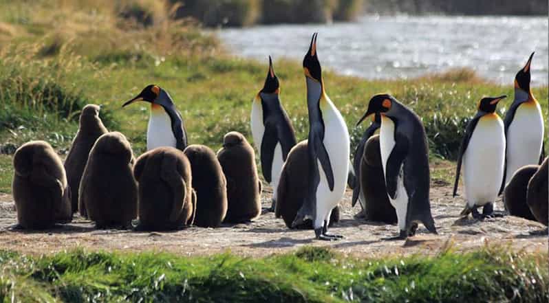 Punta Arenas: King Penguin Park and Tierra del Fuego Trip - What to bring for a 14-hour outing