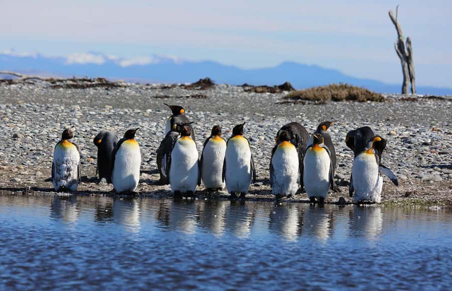 Punta Arenas: King Penguin Park and Tierra del Fuego Trip - Porvenir and Plaza Selknam