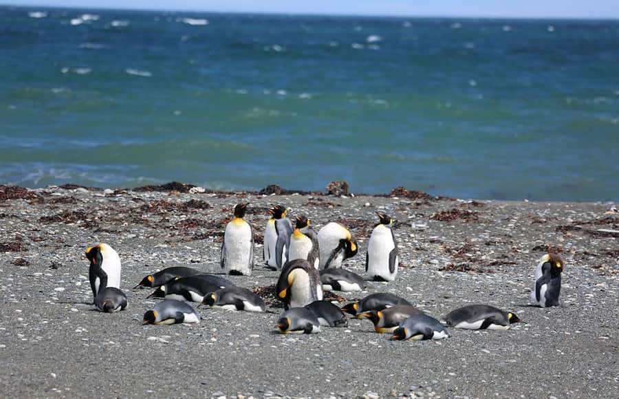Punta Arenas: King Penguin Park and Tierra del Fuego Trip - Meeting the king penguins at Parque Pingüino Rey