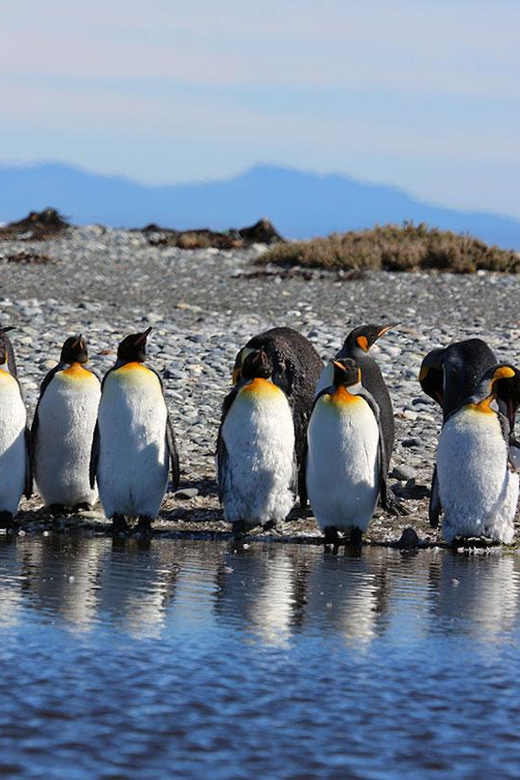 Punta Arenas: King Penguin Park and Tierra del Fuego Trip - Cerro Sombrero and the oil-company connection