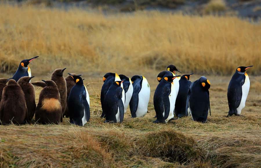 Punta Arenas: King Penguin Park and Tierra del Fuego Trip - The return crossing and San Gregorio Estancia