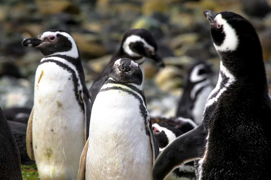 Punta Arenas: Magdalena Island Navigation & Penguin Walk - Key points at a glance
