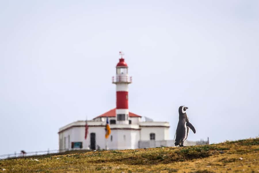 Punta Arenas: Magdalena Island Navigation & Penguin Walk - Choosing the right departure point
