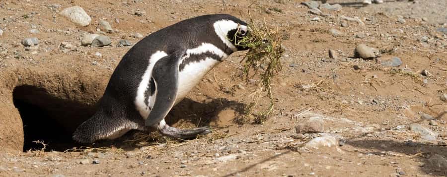 Punta Arenas: Magdalena Island Navigation & Penguin Walk - The real value of the $209 price